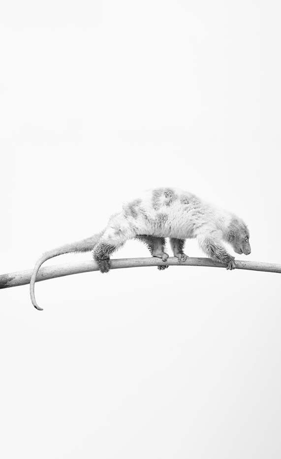 Lemur Walking Along a Curved Branch in High-Key Black and White