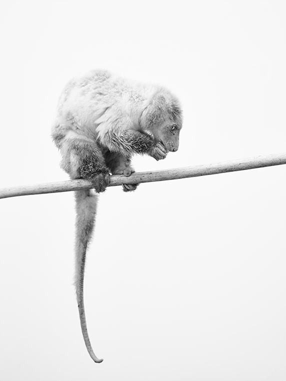 Lemur Perched on a Branch in High-Key Black and White