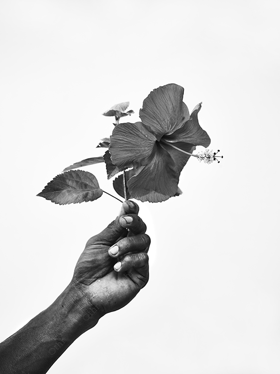 Hand Holding a Hibiscus Flower Against a High-Key Background