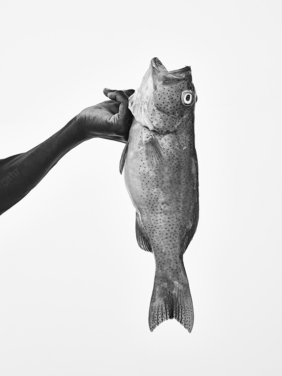 Hand Holding a Spotted Fish Against a High-Key Background