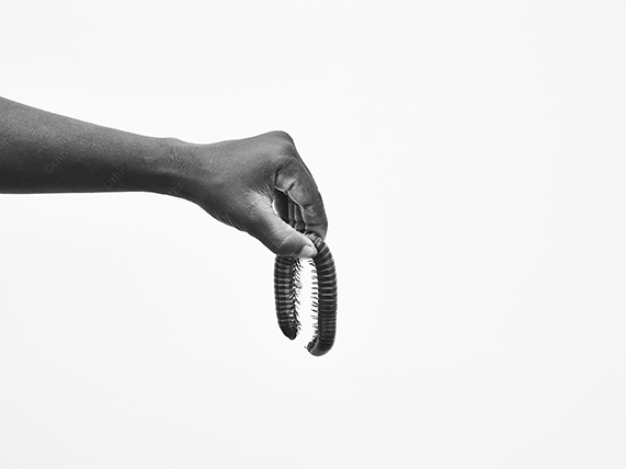 Hand Holding a Curled Millipede Against a High-Key Background