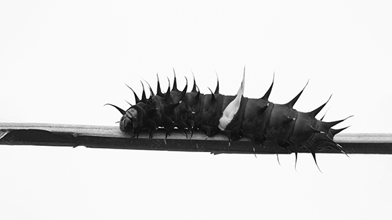 Spined Caterpillar Crawling Along a Thin Branch in High-Key Black and White