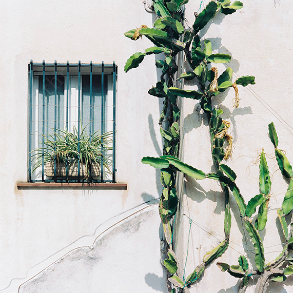 Sunlit Window With Potted Plants Beside Climbing Cactus on a Textured Wall