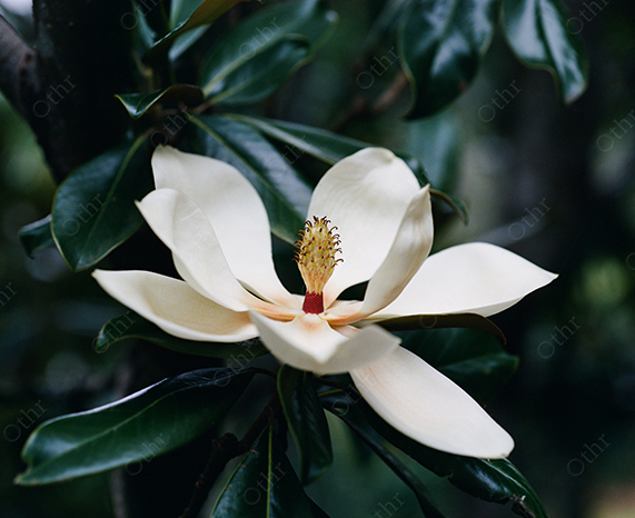Cream Magnolia Flower in Bloom Among Dark Green Leaves