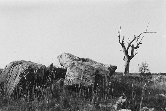 Large Boulders and a Bare Tree in a Grassy Field Captured in Black and White