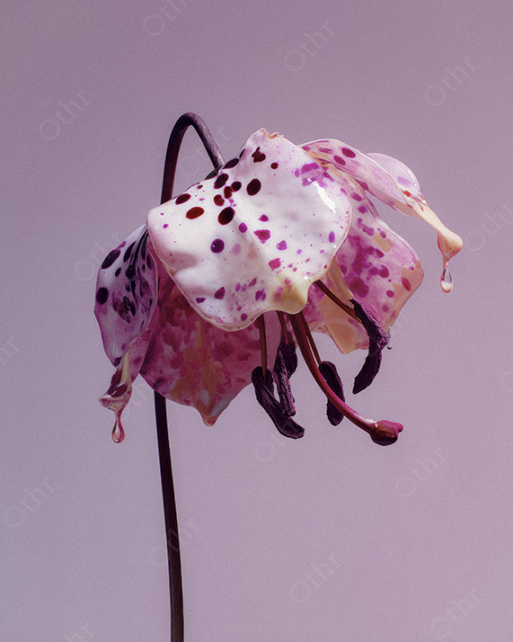 Drooping Pink Lily Coated in Dripping Paint Against a Soft Purple Background