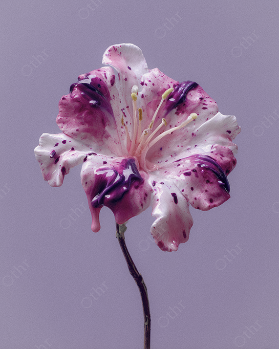 Open White and Pink Lily With Dripping Paint on a Soft Lavender Background