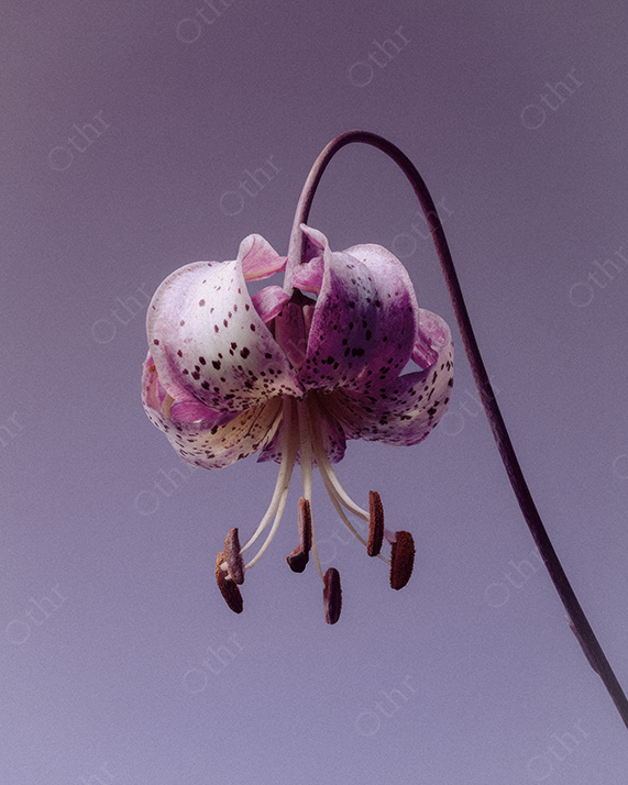 Speckled Pink Lily With Curved Stem Against a Muted Purple Background
