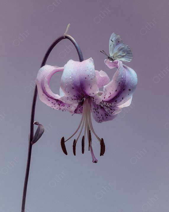 Pink Speckled Lily With Small Butterfly Against a Soft Purple Background