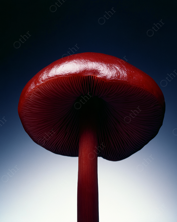 A Red Toadstool with Dramatic Studio Lighting