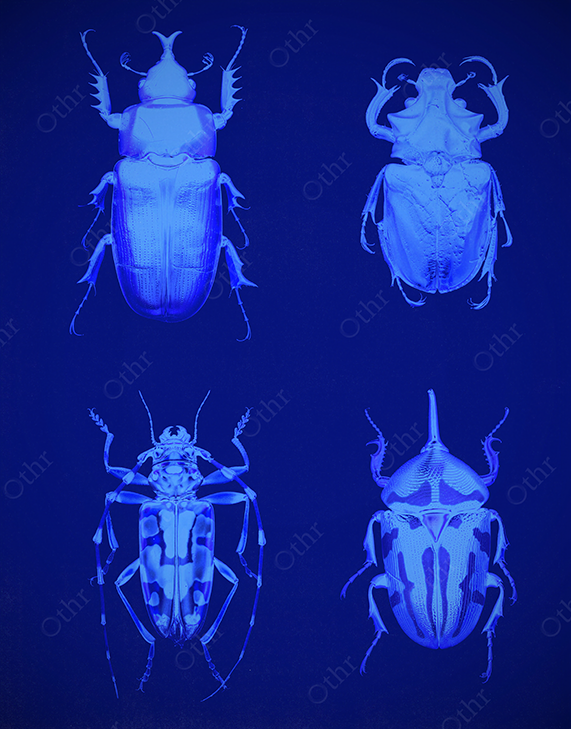 Four Beetle Specimens in Blue UV Lighting Against a Dark Background