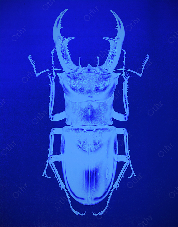 Stag Beetle in Blue UV Illumination on a Dark Background