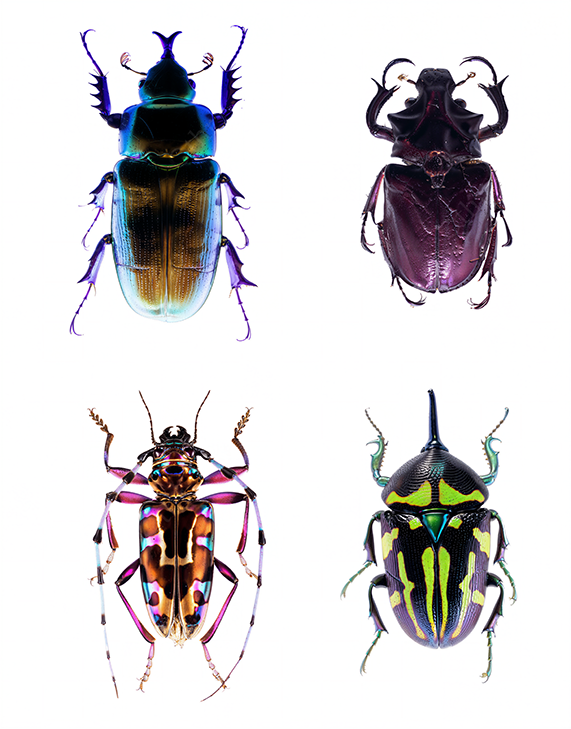 Four Colourful Beetle Specimens on a White Background