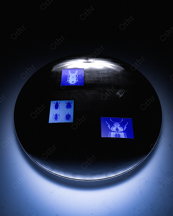 Circular Light Table Displaying Blue-Toned Beetle Prints in a Dark Room