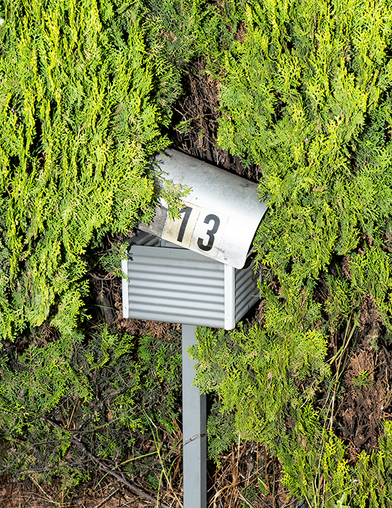 Metal Mailbox Marked "13" Partially Hidden in Dense Green Shrubbery