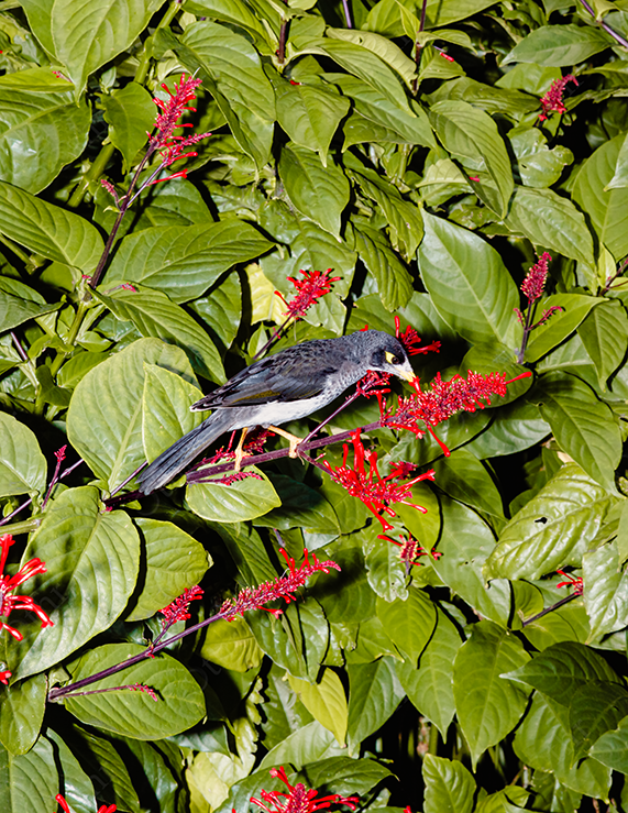 Bird Feeding on Bright Red Flowers Among Dense Green Foliage
