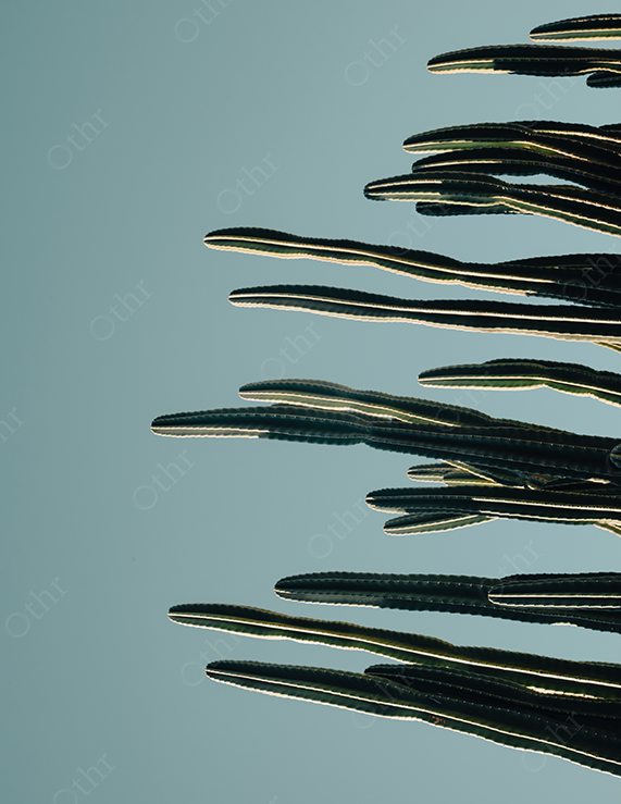 Cactus Arms Extending Horizontally Against a Pale Blue Sky