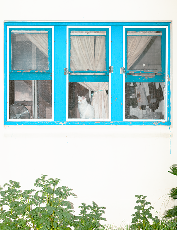 White Cat Sitting Behind Blue-Framed Windows With Curtains