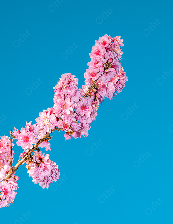 Pink Blossoms on a Branch Against a Clear Blue Sky