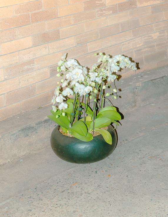 White Orchids in a Round Pot Placed Beside a Brick Wall