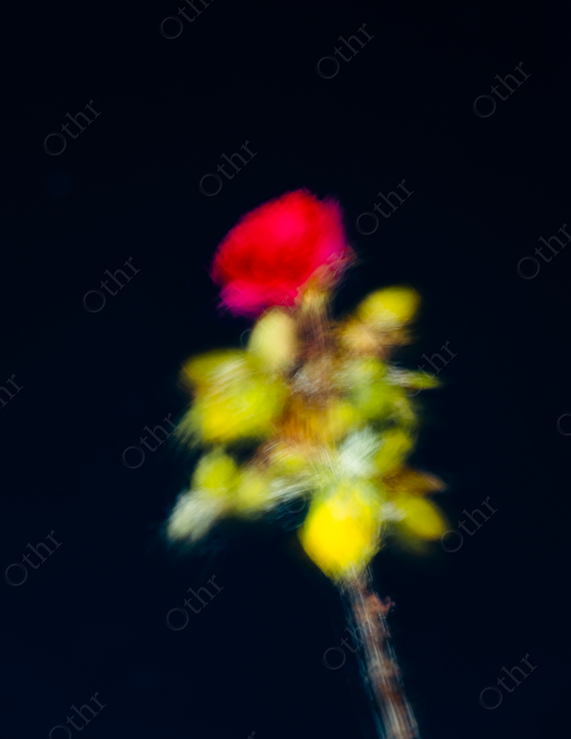 Blurred Red Flower and Yellow-Green Foliage Against a Dark Background