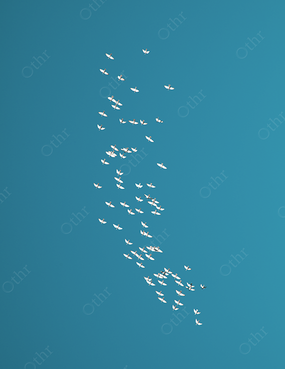 Flock of White Birds Flying Against a Clear Blue Sky