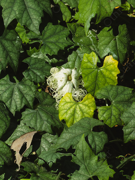 White Lace-Like Flower Among Dense Green Vine Leaves