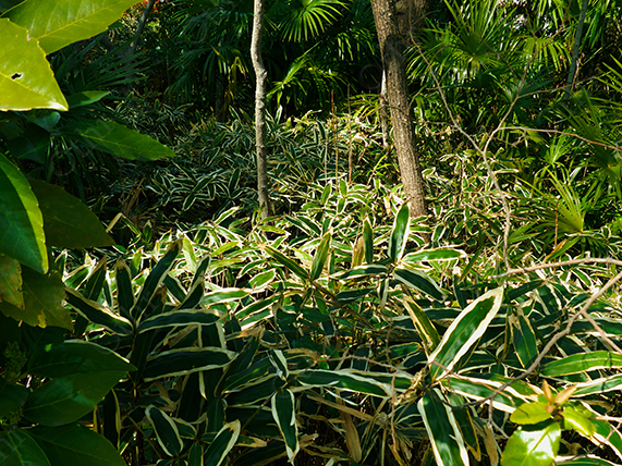 Striped Tropical Understorey Plants Beneath Forest Trees