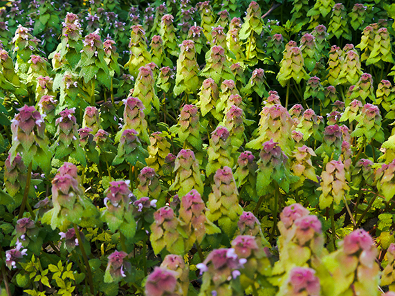 Field of Pink-Tipped Wild Plants in Soft Natural Light