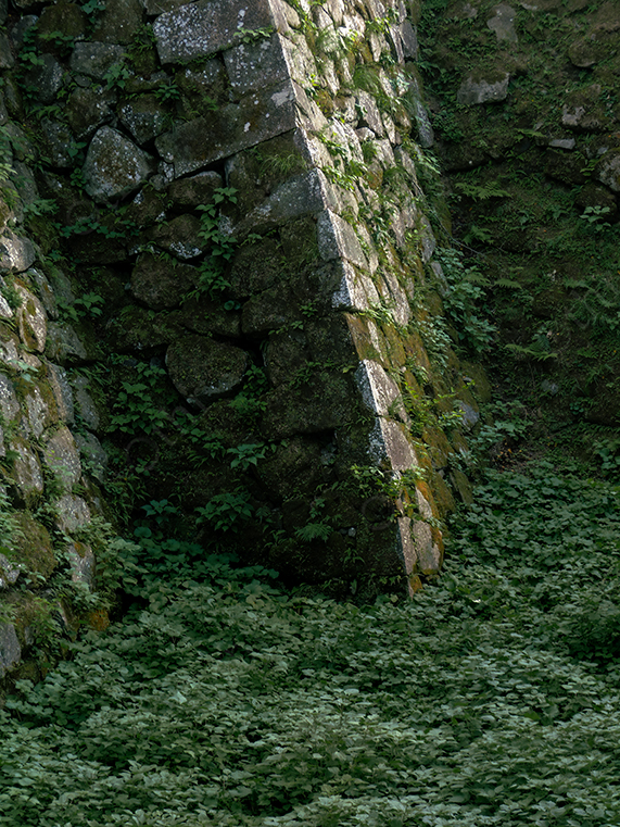 Stone Wall Overgrown With Moss and Dense Ground Vegetation