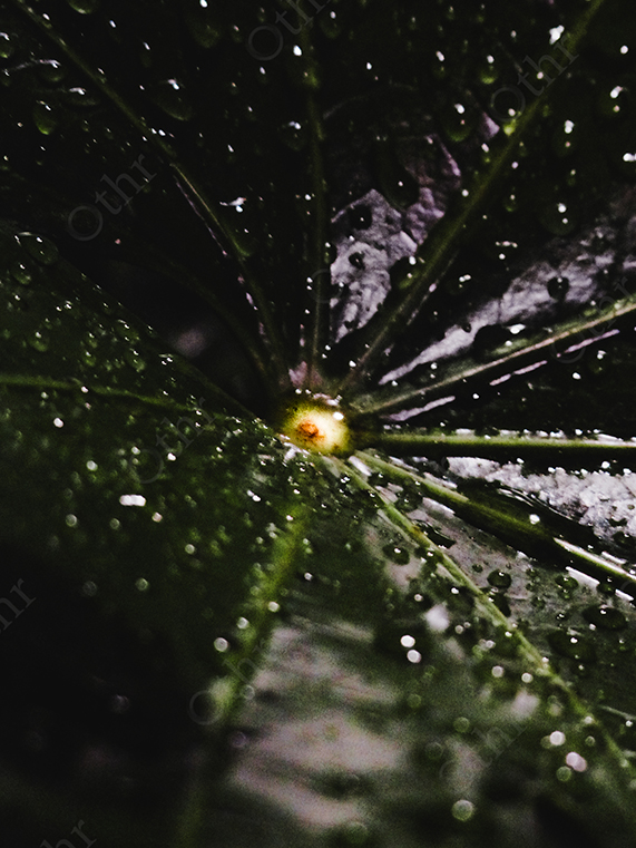Close-Up of Dark Leaf Centre Covered in Rain Droplets