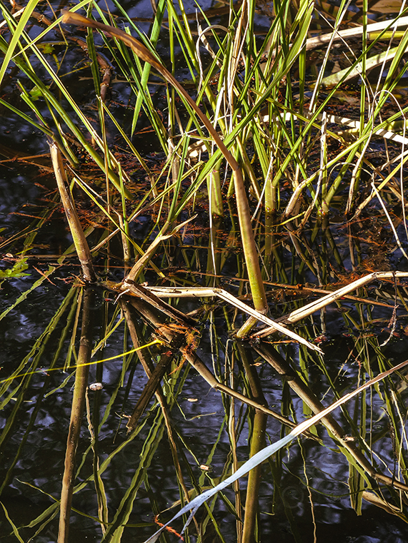 Reflections of Reeds and Stems on Still Water Surface