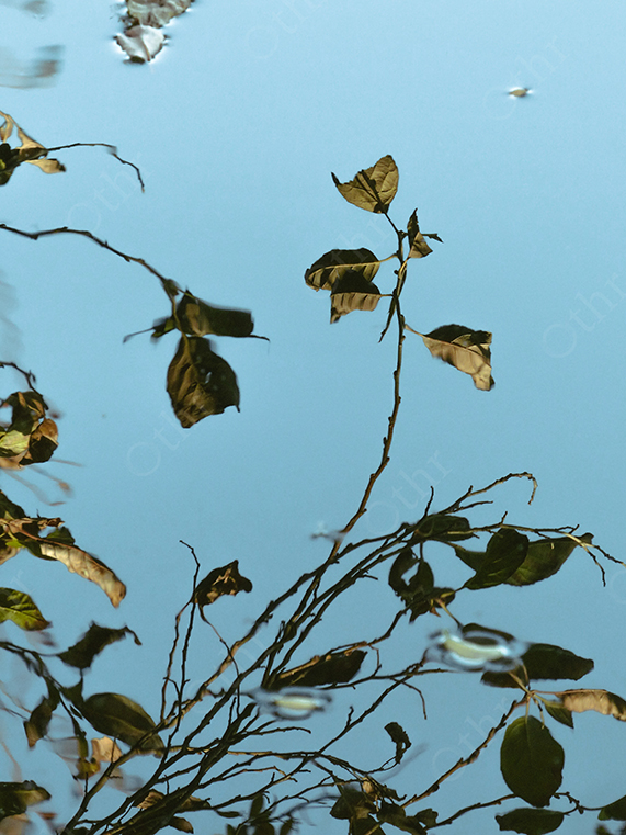 Reflection of Dry Branches and Leaves on Calm Blue Water