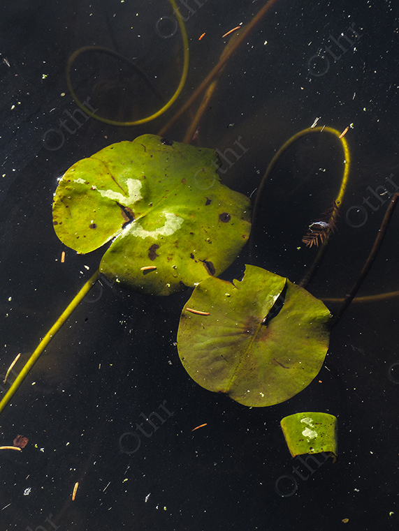 Floating Water Lily Leaves on Dark Still Water