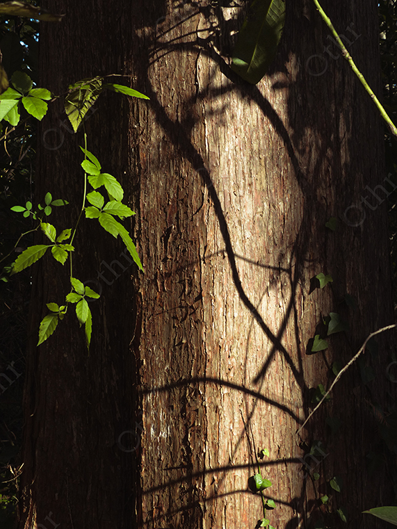 Tree Trunk With Sunlit Leaf Shadows and Climbing Vines