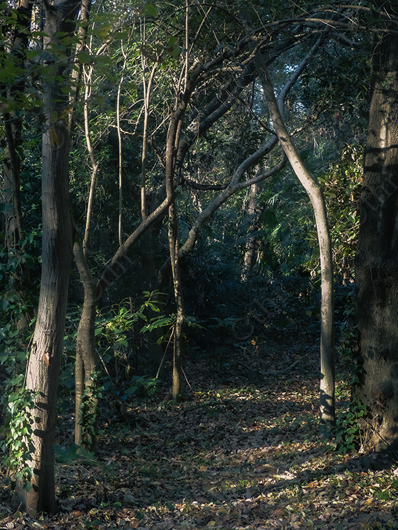 Sunlit Forest Path with Twisted Tree Branches and Leaf Litter