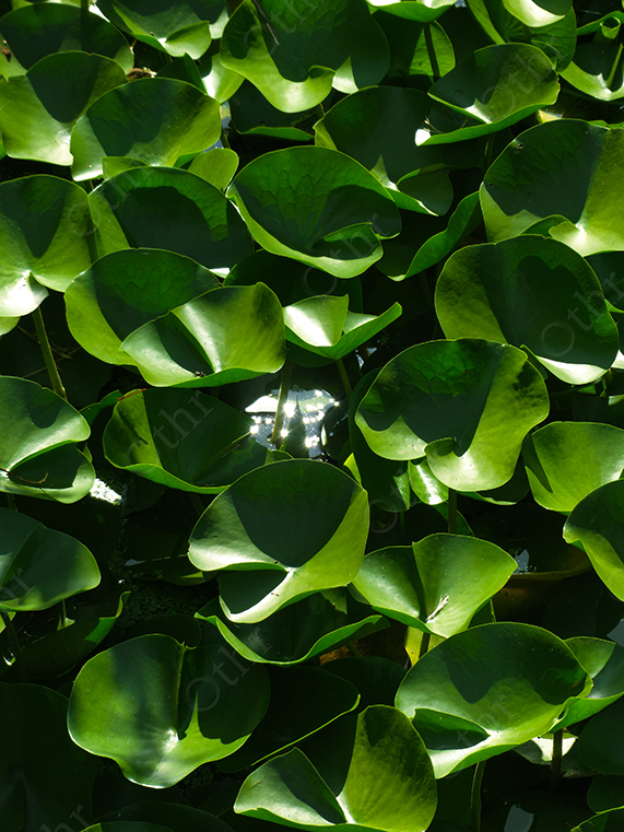 Sunlit Green Water Plant Leaves Overlapping on Dark Water
