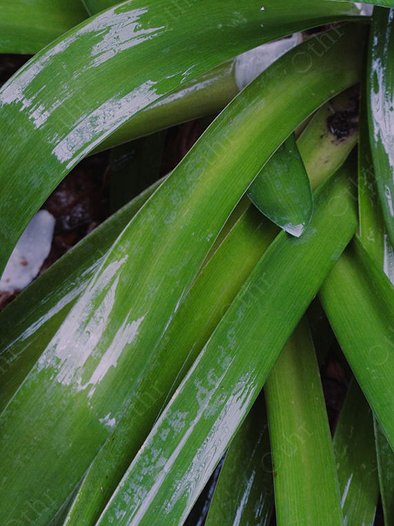 Close-Up of Overlapping Green Leaves With Wet Surface Texture
