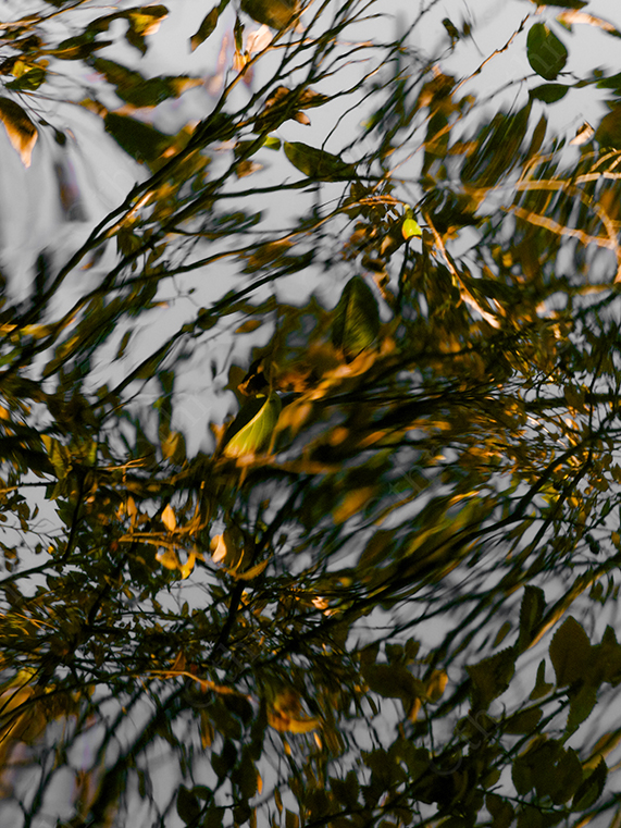 Distorted Reflection of Sunlit Leaves on Moving Water