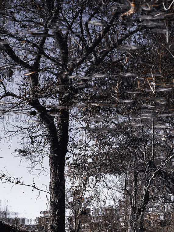 Reflection of Bare Trees on Distorted Water Surface