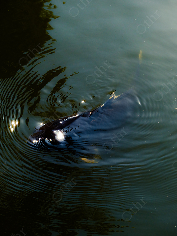 Koi Fish Breaking the Water Surface With Expanding Ripples