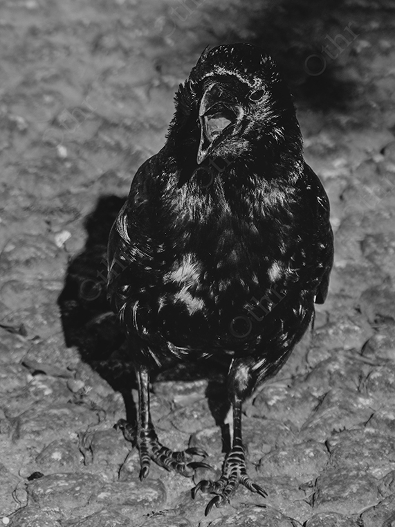 Close-Up Black-and-White Portrait of a Crow on Stone Ground