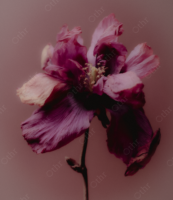 Close-Up of Wilted Iris Flower With Curled Petals Against Muted Mauve Background