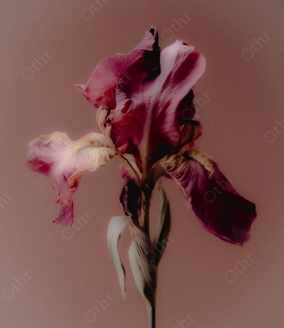 Wilted Iris Flower With Folded Petals Against Muted Mauve Studio Background