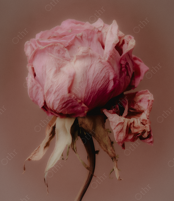 Close-Up of Wilted Pink Rose With Crumpled Petals Against Muted Mauve Background