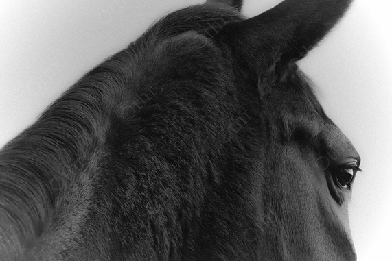 Black and White Close-Up of Horse Head With Focus on Eye and Mane Texture