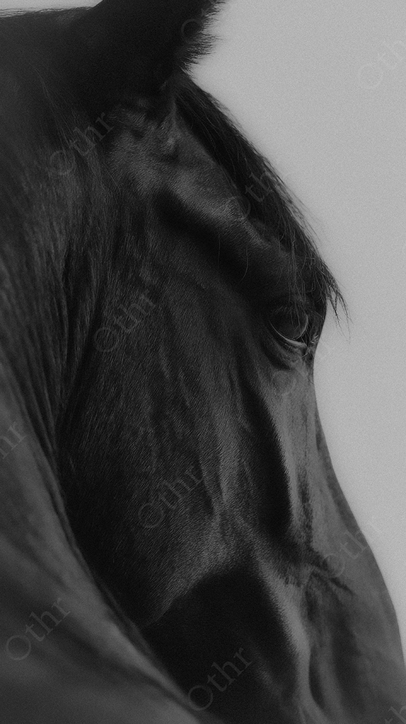 Black and White Side Profile of Horse Head Showing Eye and Facial Texture Against Light Background