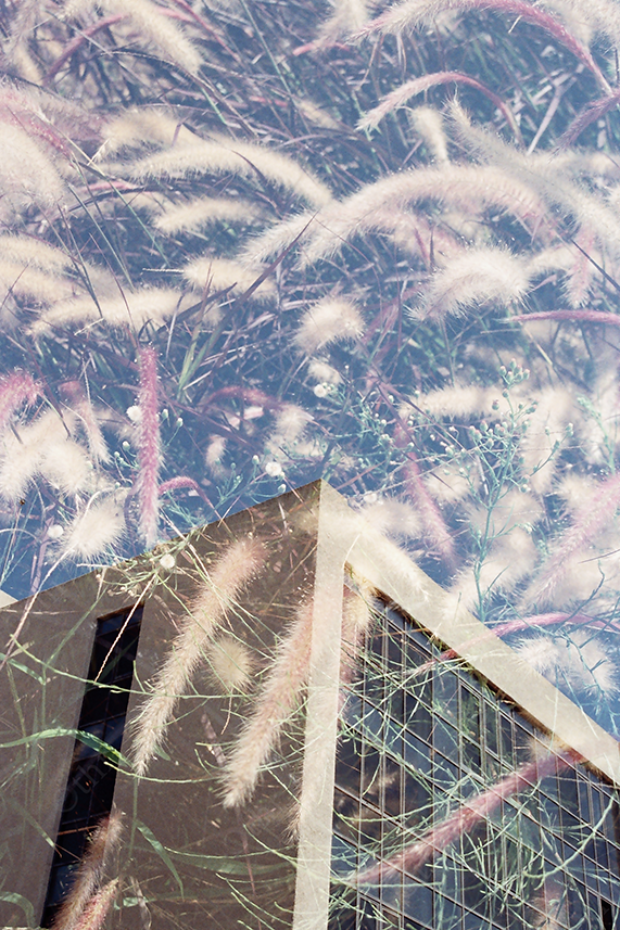 Double Exposure of Feathery Grass Seed Heads Over Modern Building Facade