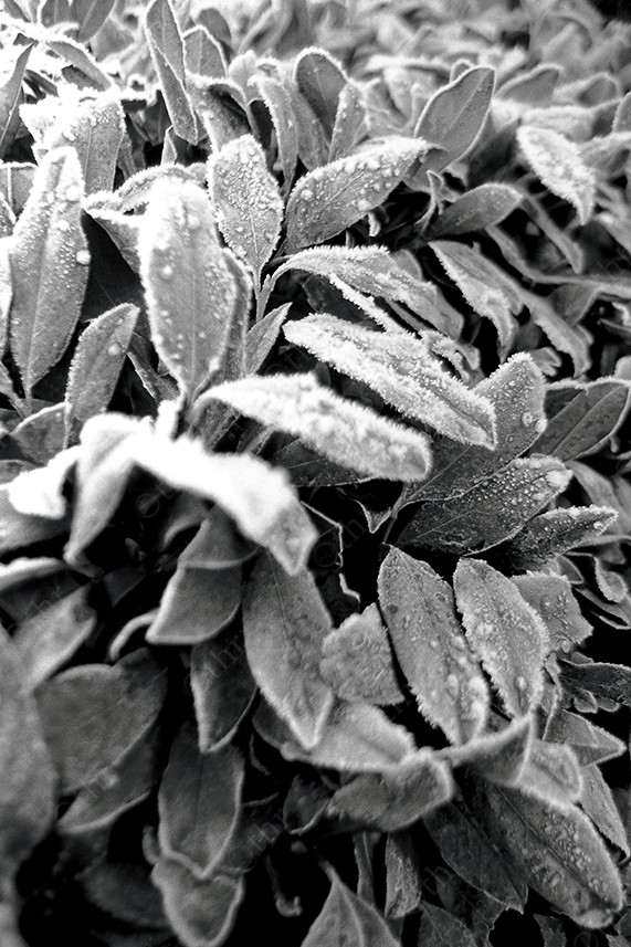 Close-Up of Frosted Leaves Covered in Ice Crystals in Black and White