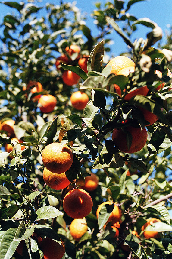 Ripe Oranges Hanging Among Green Leaves on Tree Against Blue Sky